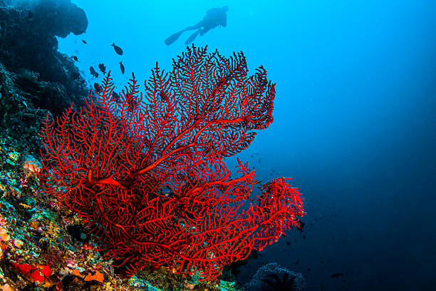 octo-coral - cnidarian - fotografias e filmes do acervo