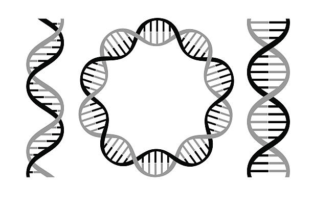 dna strands Vector illustration of dna strands. helix model stock illustrations