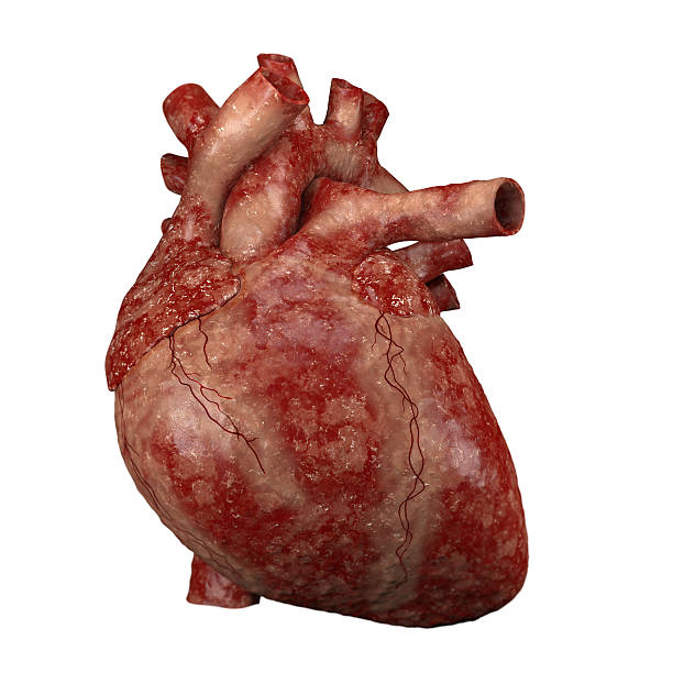Human heart stock photo