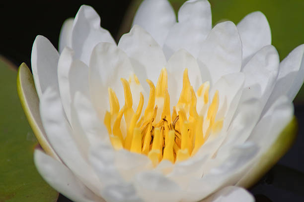 istock beautiful waterlily or lotus flower. 503312375
