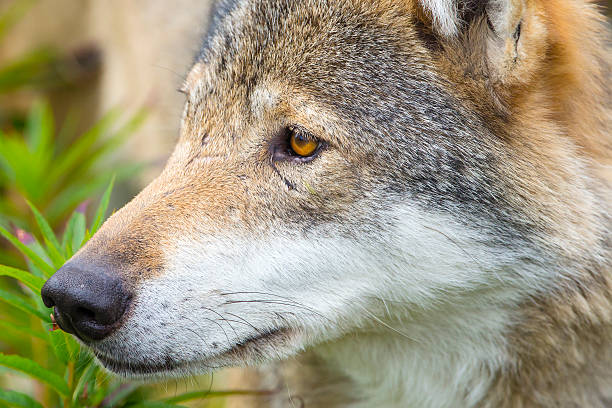 istock Close-up portrait of a wolf head 503312376