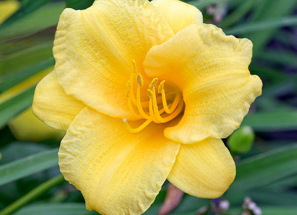 One yellow Day Lilly seems to be pedal perfect.