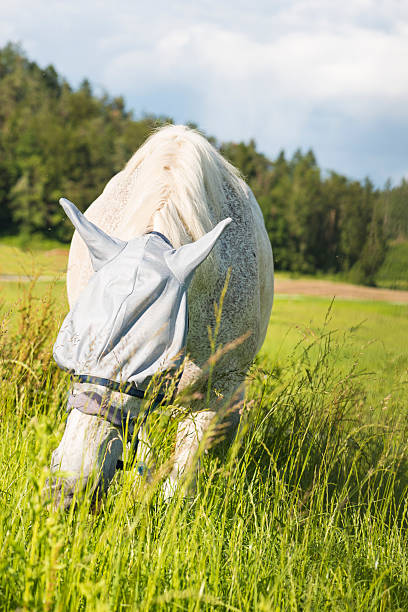 biały koń z fly obejmuje - horse fly zdjęcia i obrazy z banku zdjęć