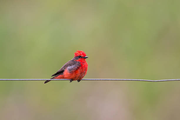 istock Male Vermillion Flycatcher 503313822