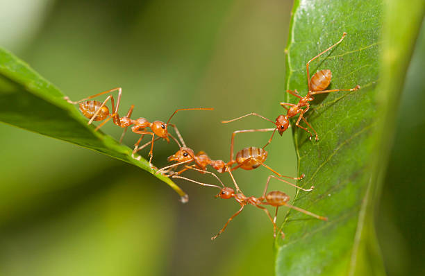 Ant bridge unity stock photo