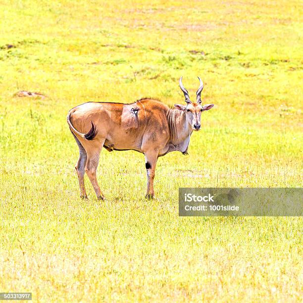 Heridos Con Spearhead Elenantilope Eland Antelope Taurotragus Orix Foto de stock y más banco de imágenes de Aire libre