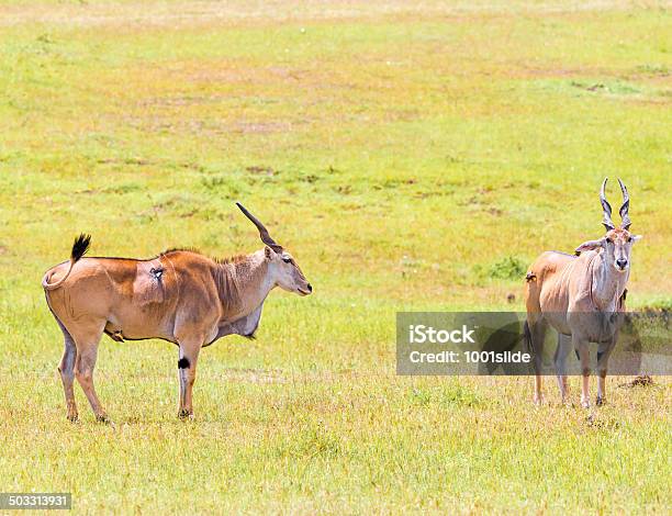 Wounded Elenantilope Eland Antelope Taurotragus Oryx Stock Photo - Download Image Now
