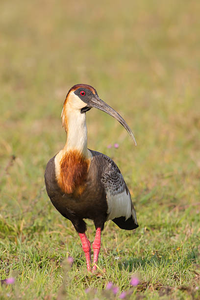 istock Buff necked Ibis standing in grassland 503313944