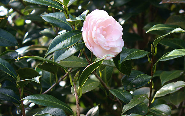 Pink Rose Bush stock photo