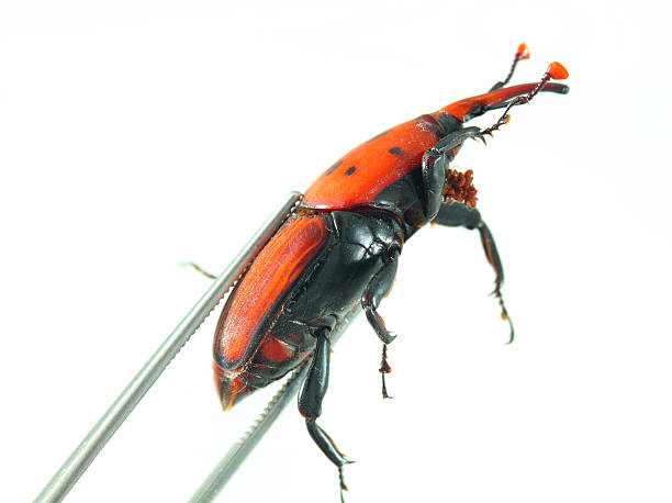 istock Snout beetle - Rhynchophorus ferrugineus 503314159