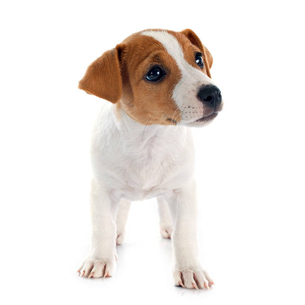 istock puppy jack russel terrier 503314305