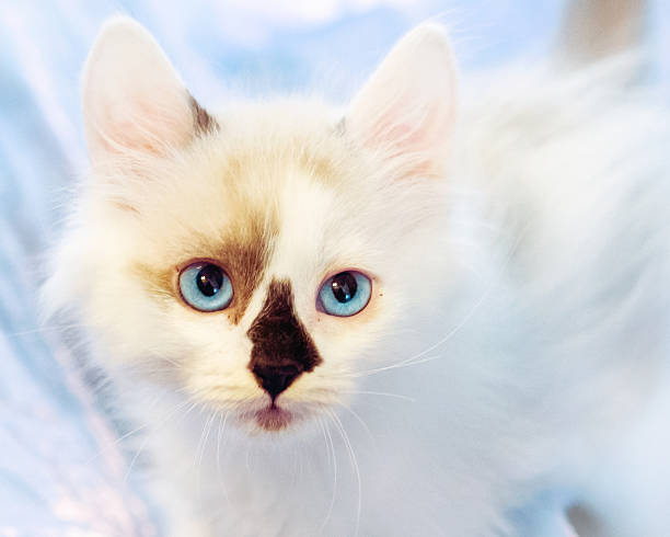 istock White Long-Hair Kitten with Blue Eyes Closeup. 503314875