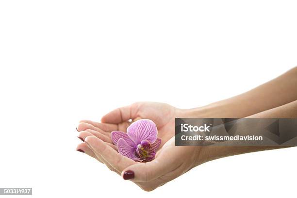 Womans Hand Holding An Orchid Flower On White Screen Stock Photo - Download Image Now