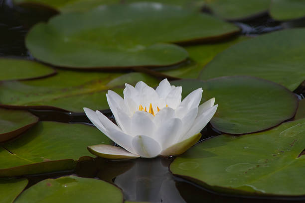 istock beautiful waterlily or lotus flower. 503315149