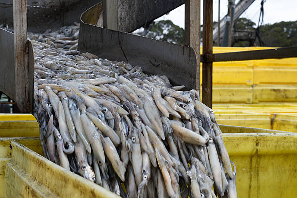Live squid being off loaded from a large commercial fishing boat.