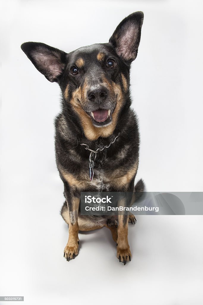 Tyson o cachorro - Foto de stock de Cão Boiadeiro Australiano royalty-free