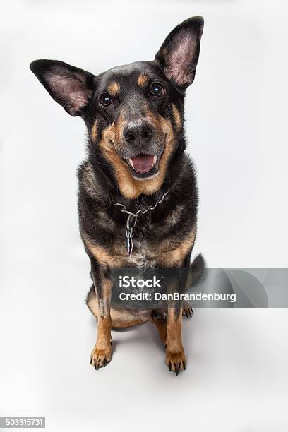 Foto de Tyson O Cachorro e mais fotos de stock de Cão Boiadeiro Australiano - Cão Boiadeiro Australiano, Kelpie australiano, Animais Machos