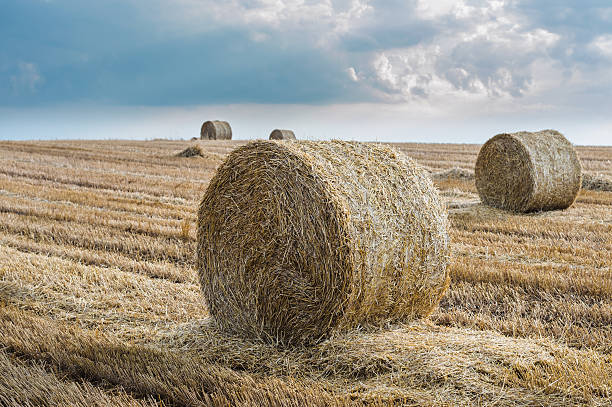 istock Straw bales on farmland 503315959