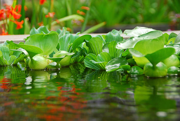 A group of floating  Water Lettuce on the water surface.