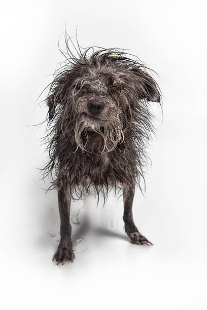 Ugly Scruffy Dog fresh from her bath, Carla is in need of a haircut -- totally scruffy and ugly ugly dog stock pictures, royalty-free photos & images