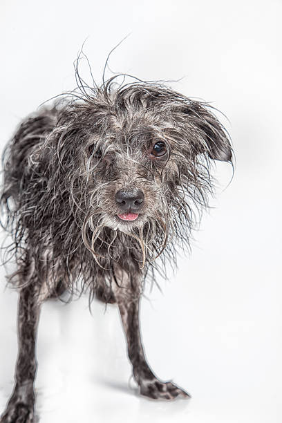istock Ugly Scruffy Dog 503316047