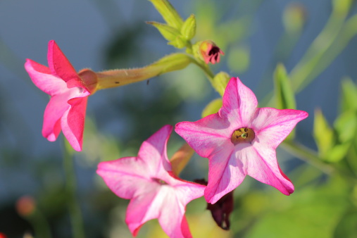 Close-up of Nicotiana Tabacum red and pink flowers. For the shot, this flower is decorative in formal garden. For the industry, this plant is cultivated and used worldwide for production of tobacco.