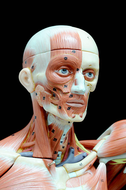 istock muscle of face human 503316435