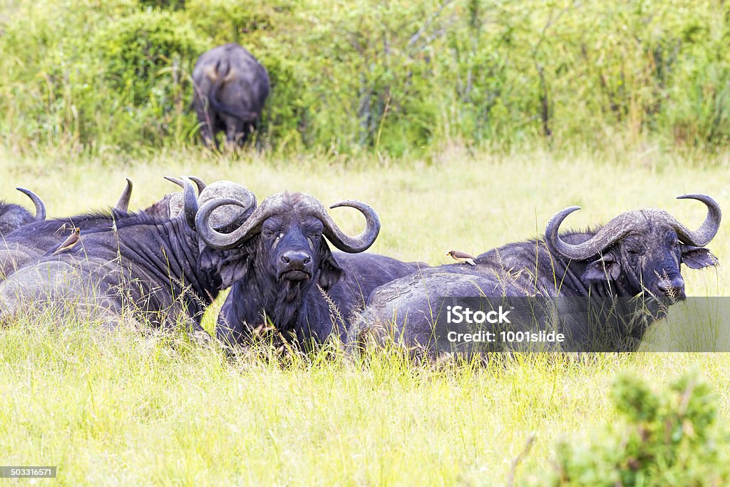 Buffalos are resting Buffalo at Masai Mara National Park Africa Stock Photo