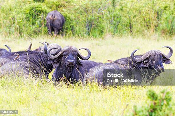 Buffalos Are Resting Stock Photo - Download Image Now - Africa, African Buffalo, Animal