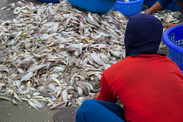 pescatori ordinamento di pesce - nuoc foto e immagini stock