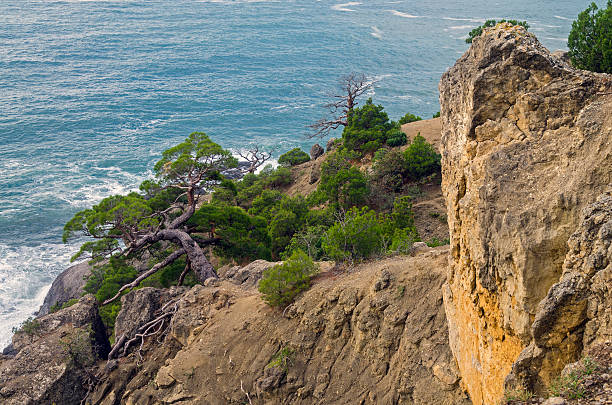 istock Pine trees on a steep slope above the sea. 503316709