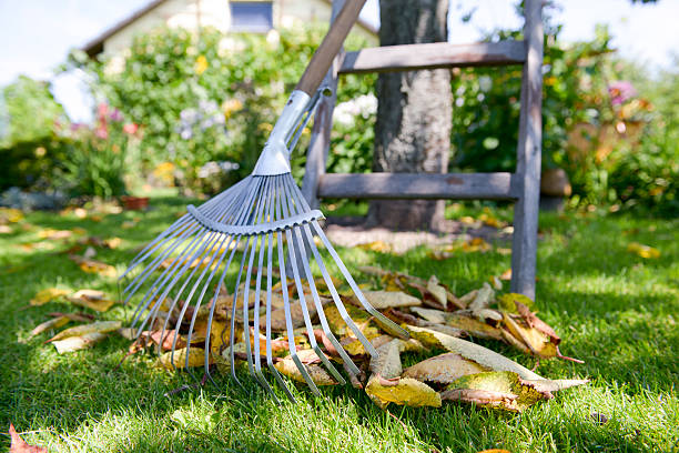 istock Foliage in the garden 503317111