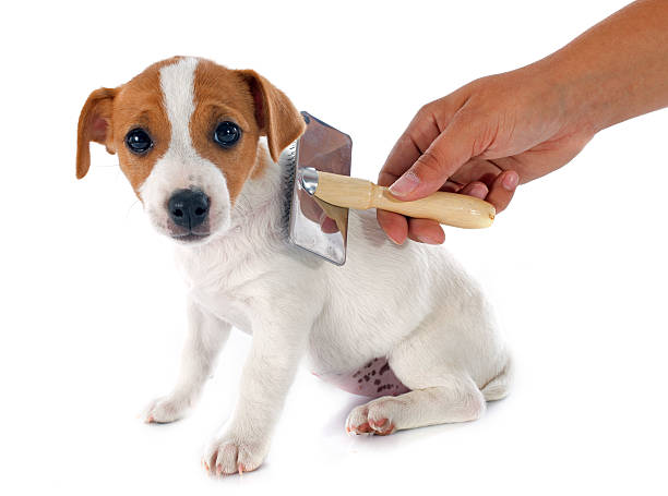 istock puppy jack russel terrier 503317299