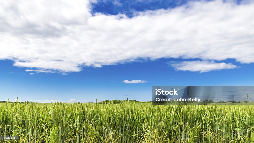 Wheat Field in Summer (16:9 Ratio) Wheat field in Yorkshire, England in Summer in Widescreen 16:9 format Agricultural Field Stock Photo