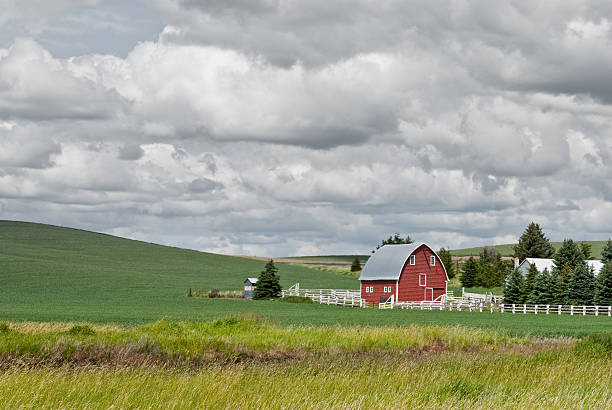 Red Barn in a Palouse Wheat Field The Palouse is a rich agricultural area encompassing much of southeastern Washington State, and parts of Idaho. It is characterized by low rolling hills mostly devoid of trees. Photographers are drawn to the Palouse for its wide open landscapes and ever changing colors. In the spring it is a visual mosaic of green. This red barn is in a wheat field near Pullman, Washington State, USA. jeff goulden palouse stock pictures, royalty-free photos & images