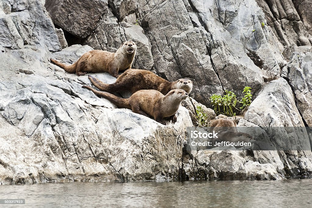 Rodzina River Otters przez Rzeka Snake - Zbiór zdjęć royalty-free (Piekielny kanion)