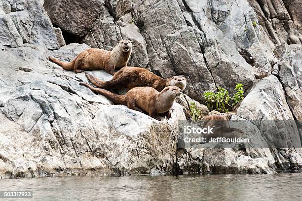 Rodzina River Otters Przez Rzeka Snake - zdjęcia stockowe i więcej obrazów Piekielny kanion - Piekielny kanion, Ameryka Północna, Bez ludzi