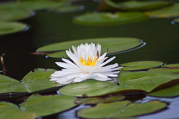 istock beautiful waterlily or lotus flower. 503317985