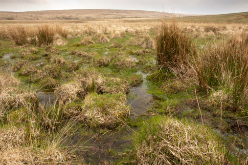 A wide bog north of Postbridge in a remote part of the moor