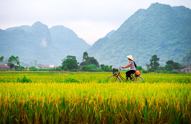 Vietnamese woman and her ride in a valley Bac Son, Vietnam - July 13, 2014: Local woman on her bicycle along a rice field.  People in Bac Son still use a bicycle as their communal transportation. vietnam stock pictures, royalty-free photos & images