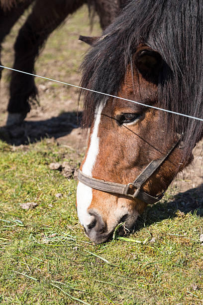istock Face of horse 503325068