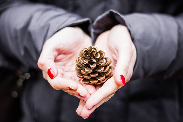 istock Woman holding a pine cone 503325682