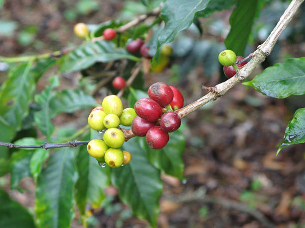 istock Fruits of coffee plantation 503326822