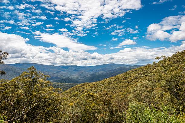 istock High Country, Foresty Valley 503327498