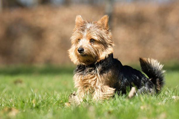 istock Yorkshire Terrier dog outdoors in nature 503327592