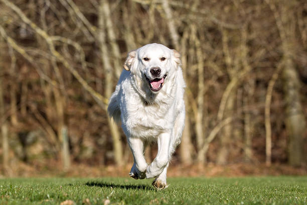 istock Golden retriever dog running outdoors in nature 503327624