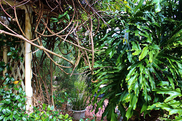 Lush Garden Jungle stock photo