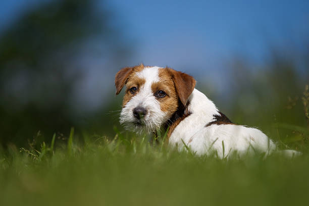 istock Jack Russell Terrier dog outdoors on grass 503328058