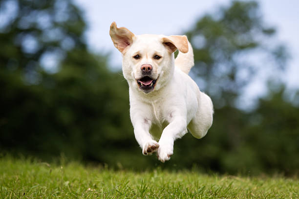 istock Labrador retriever dog outdoors in nature 503328120