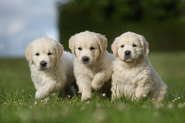 istock Three golden retriever puppies walking on grass lawn 503328184